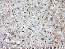 PDE4A Antibody in Immunohistochemistry (Paraffin) (IHC (P))