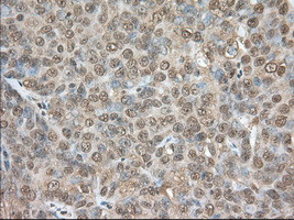 PDE4A Antibody in Immunohistochemistry (Paraffin) (IHC (P))