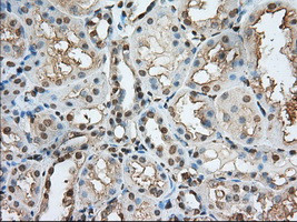 PDE4A Antibody in Immunohistochemistry (Paraffin) (IHC (P))