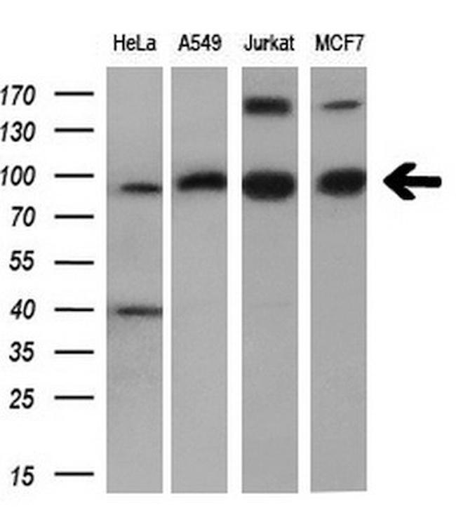 PDE4A Antibody in Western Blot (WB)