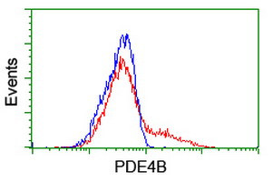 PDE4B Antibody in Flow Cytometry (Flow)