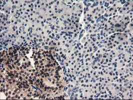 PDE4B Antibody in Immunohistochemistry (Paraffin) (IHC (P))