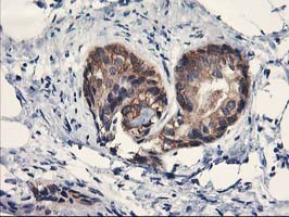 PDE4B Antibody in Immunohistochemistry (Paraffin) (IHC (P))