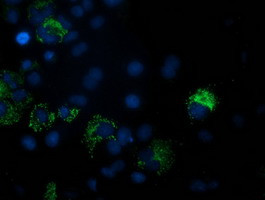 PDF Antibody in Immunocytochemistry (ICC/IF)