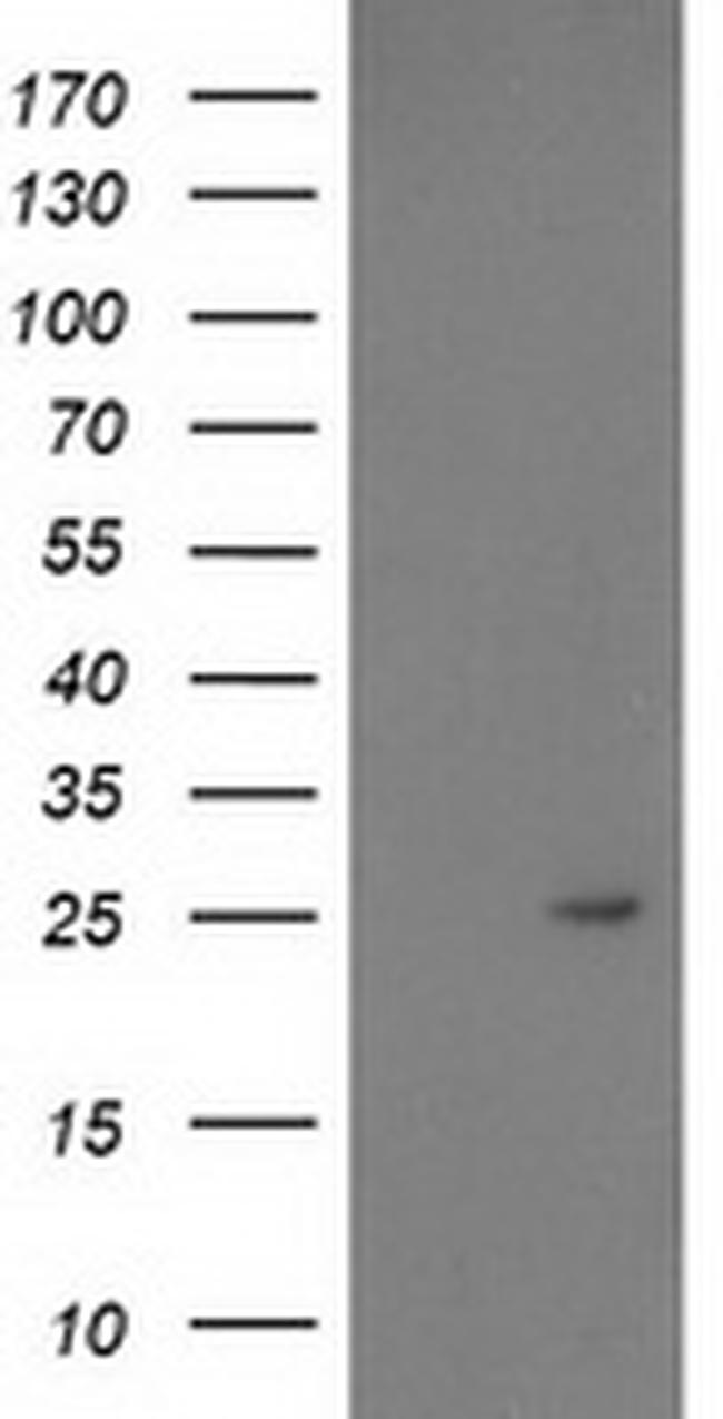 PDF Antibody in Western Blot (WB)