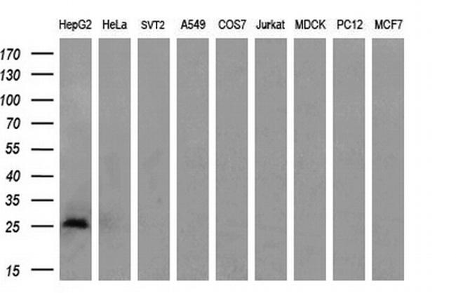 PDF Antibody in Western Blot (WB)