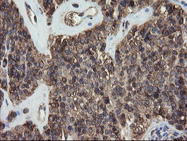 PDIA3 Antibody in Immunohistochemistry (Paraffin) (IHC (P))