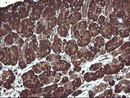 PDIA3 Antibody in Immunohistochemistry (Paraffin) (IHC (P))