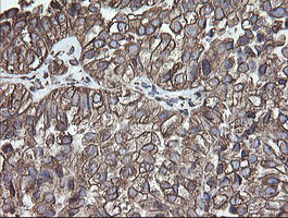 PDIA3 Antibody in Immunohistochemistry (Paraffin) (IHC (P))