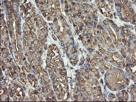 PDIA3 Antibody in Immunohistochemistry (Paraffin) (IHC (P))