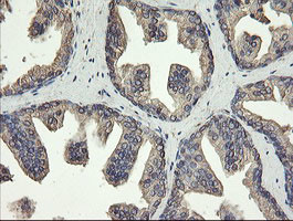 PDIA3 Antibody in Immunohistochemistry (Paraffin) (IHC (P))