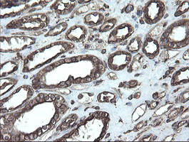 PDIA3 Antibody in Immunohistochemistry (Paraffin) (IHC (P))