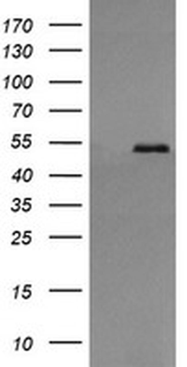 PDIA3 Antibody in Western Blot (WB)