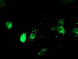 PDIA4 Antibody in Immunocytochemistry (ICC/IF)