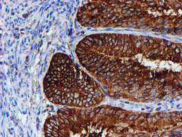 PDIA4 Antibody in Immunohistochemistry (Paraffin) (IHC (P))