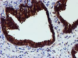 PDIA4 Antibody in Immunohistochemistry (Paraffin) (IHC (P))