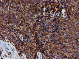 PDIA4 Antibody in Immunohistochemistry (Paraffin) (IHC (P))