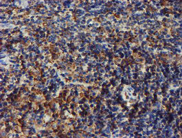 PDIA4 Antibody in Immunohistochemistry (Paraffin) (IHC (P))