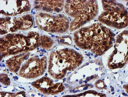 PDIA4 Antibody in Immunohistochemistry (Paraffin) (IHC (P))