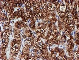 PDIA4 Antibody in Immunohistochemistry (Paraffin) (IHC (P))