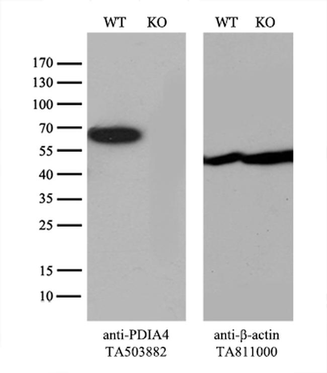 PDIA4 Antibody in Western Blot (WB)