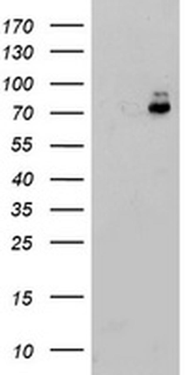 PDIA4 Antibody in Western Blot (WB)