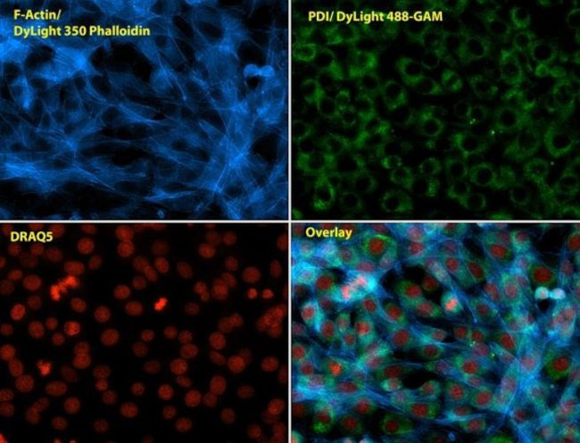 PDI Antibody in Immunocytochemistry (ICC/IF)