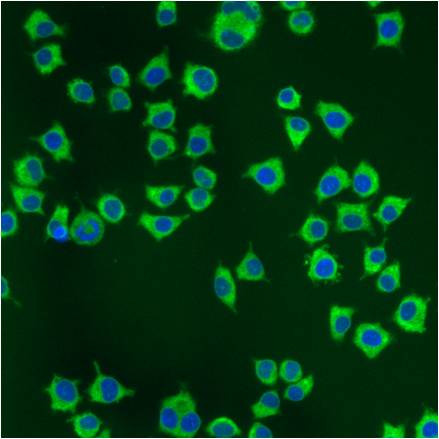 PDI Antibody in Immunocytochemistry (ICC/IF)