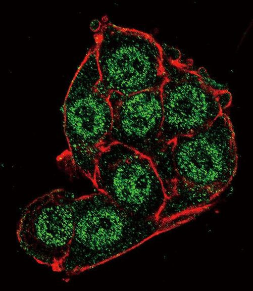 PDK4 Antibody in Immunocytochemistry (ICC/IF)