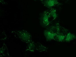 PDLIM2 Antibody in Immunocytochemistry (ICC/IF)