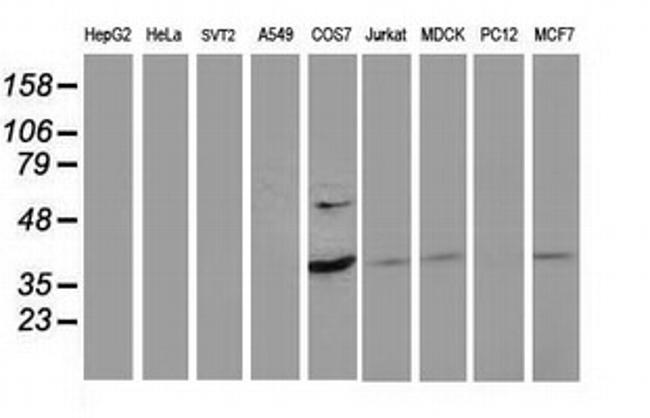 PDLIM2 Antibody in Western Blot (WB)