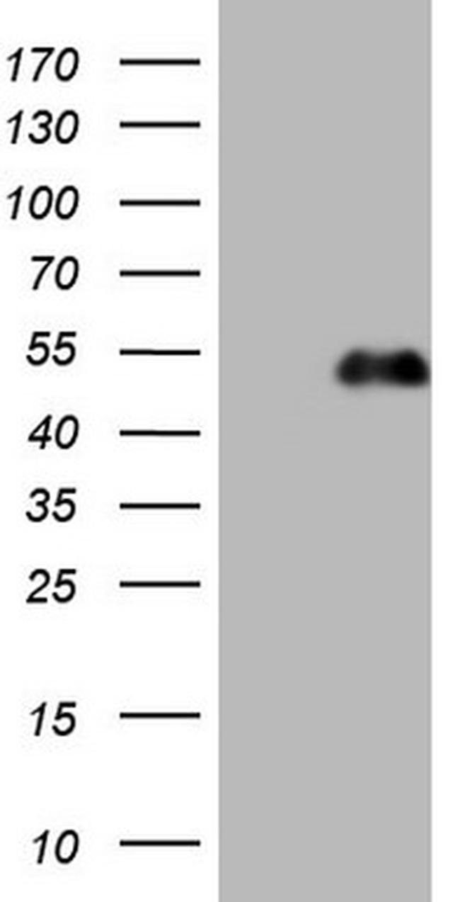 PDX1 Antibody in Western Blot (WB)