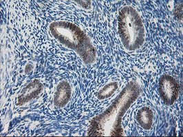 PDXK Antibody in Immunohistochemistry (Paraffin) (IHC (P))