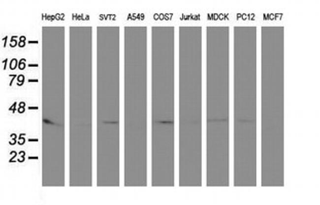 PECI Antibody in Western Blot (WB)