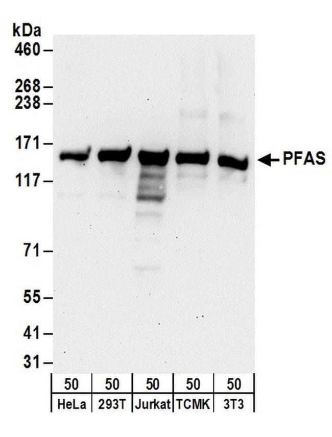 PFAS Antibody in Western Blot (WB)