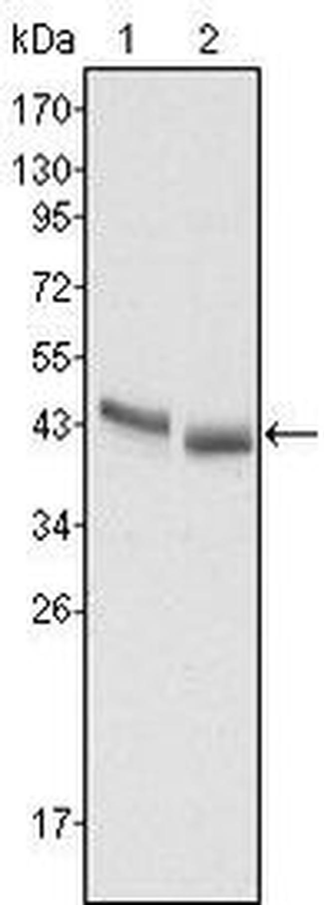 PGA5 Antibody in Western Blot (WB)