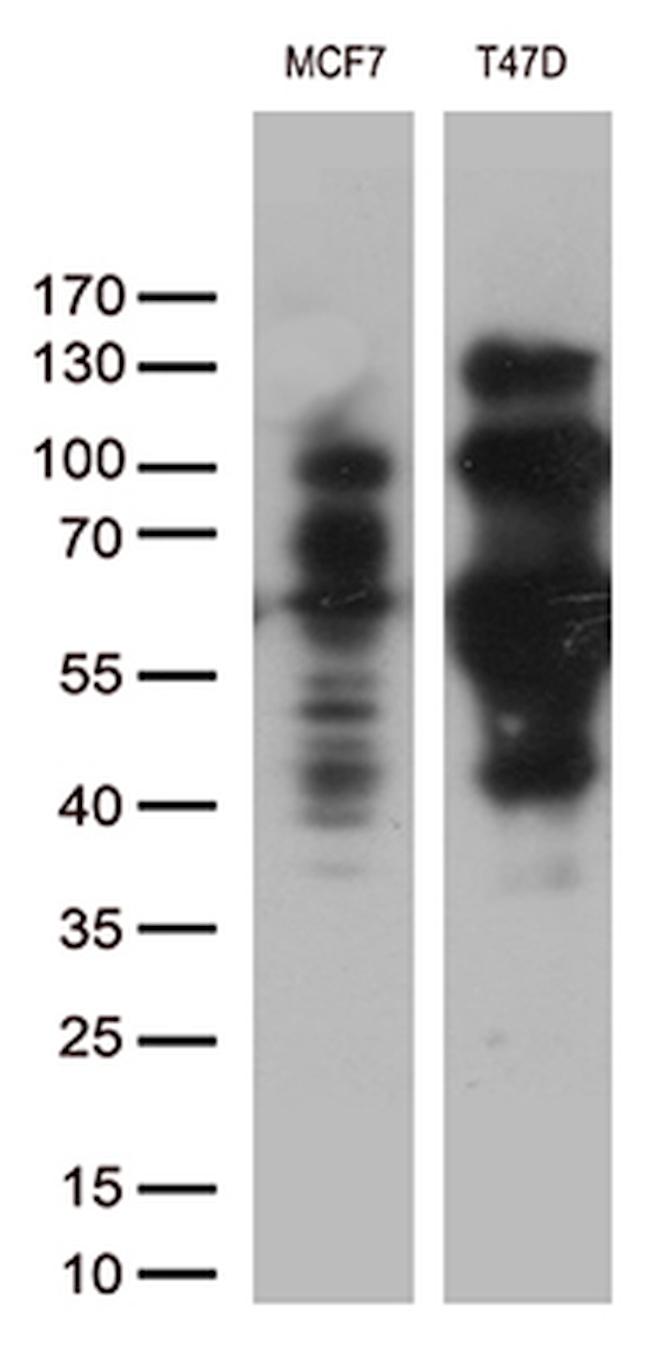 PGR Antibody in Western Blot (WB)