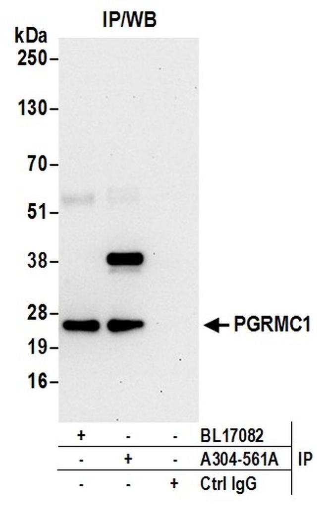 PGRMC1 Antibody in Western Blot (WB)