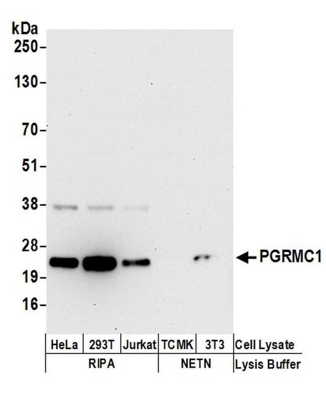 PGRMC1 Antibody in Western Blot (WB)