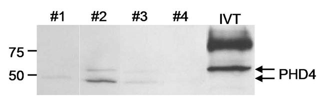 PHD4 Antibody in Western Blot (WB)