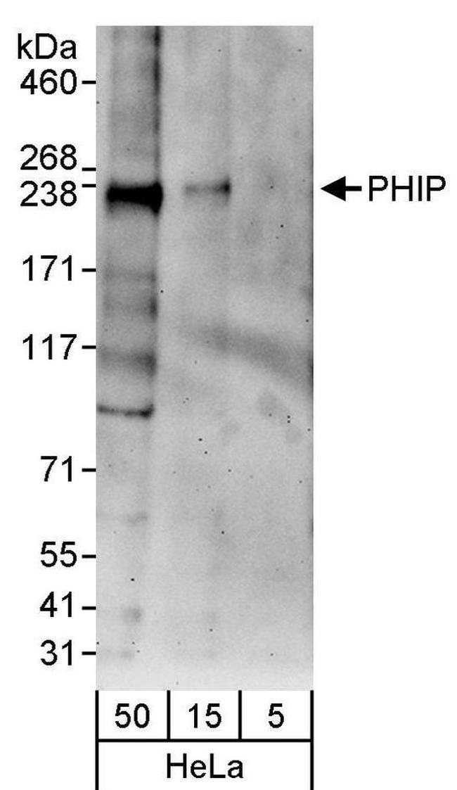 PHIP Antibody in Western Blot (WB)