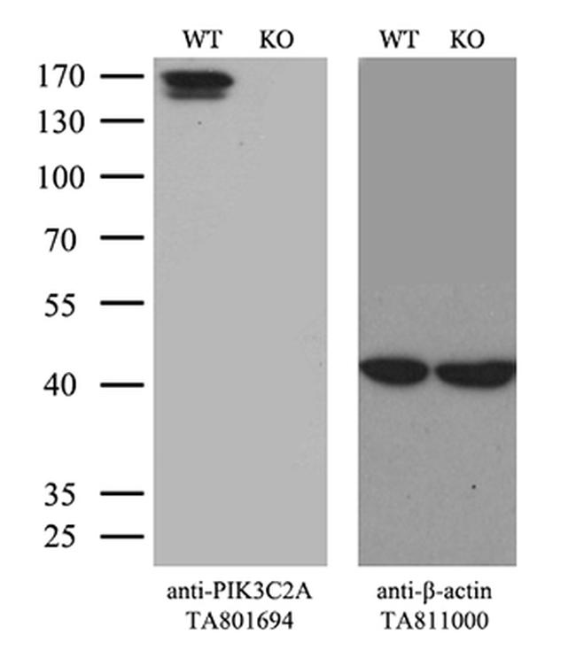 PIK3C2A Antibody in Western Blot (WB)