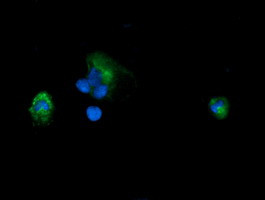 PIK3CG Antibody in Immunocytochemistry (ICC/IF)