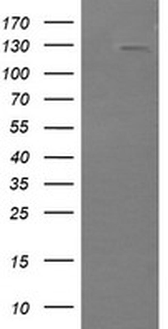 PIK3CG Antibody in Western Blot (WB)