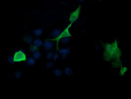 PIK3R5 Antibody in Immunocytochemistry (ICC/IF)