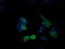 PIK3R5 Antibody in Immunocytochemistry (ICC/IF)