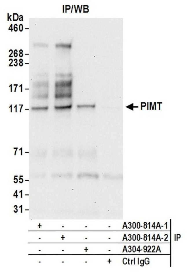 PIMT Antibody in Immunoprecipitation (IP)