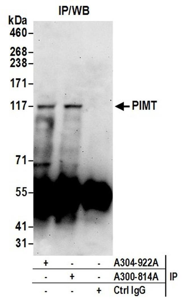 PIMT Antibody in Western Blot (WB)