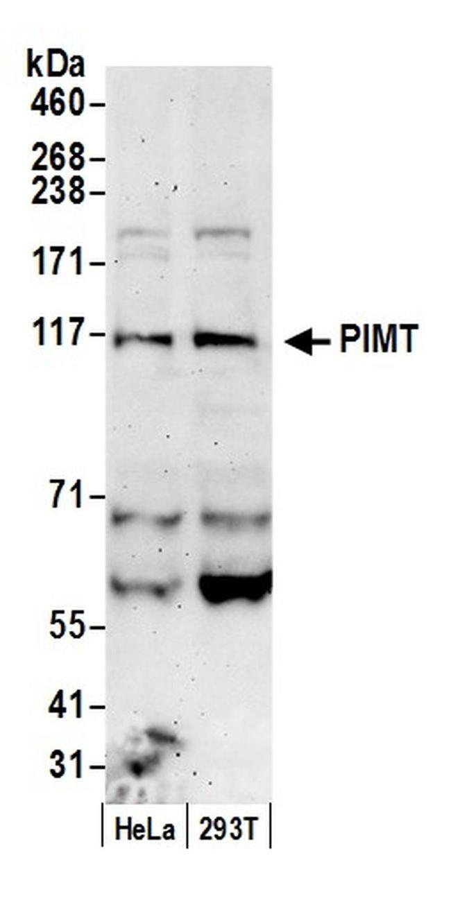 PIMT Antibody in Western Blot (WB)