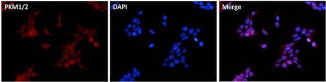 PKM1/PKM2 Antibody in Immunocytochemistry (ICC/IF)